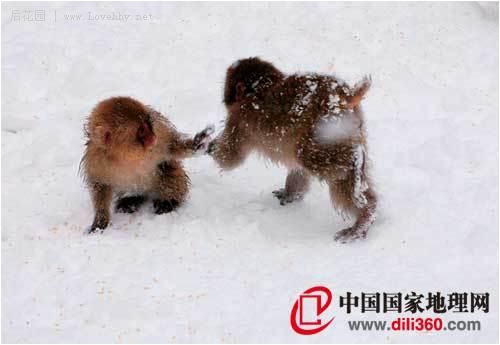 盘点姓雪的动物