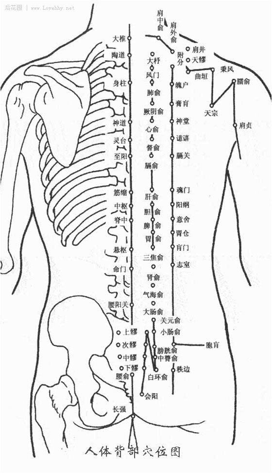 人体穴位图谱