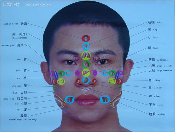 人体部位全息图和反射图