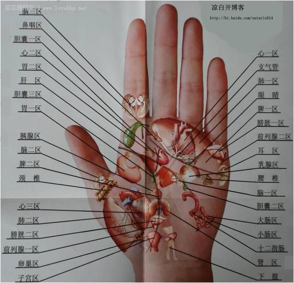 手诊知识大全(图文)